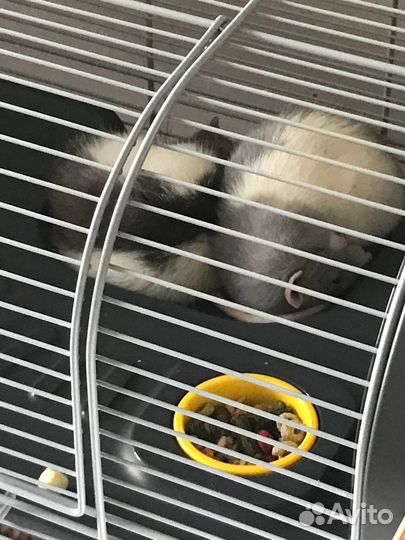 Крыса дамбо с клеткой