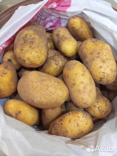 Продам картофель