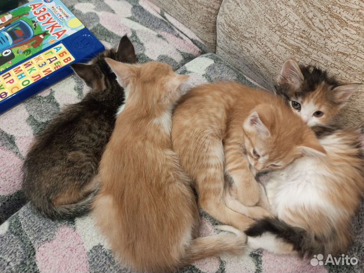 Котята в добрые руки