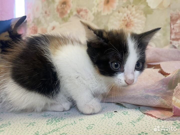 Котята бесплатно