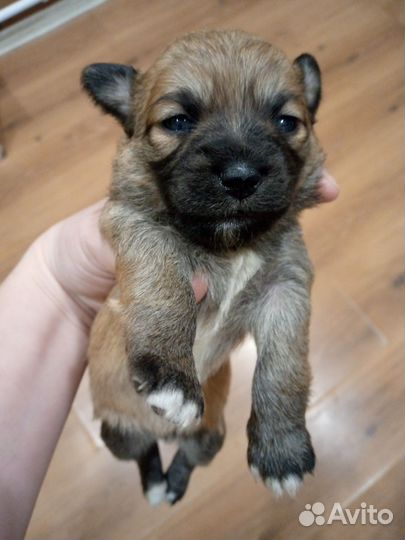 Той-терьер щенки