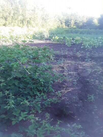 Дом 39 м² на участке 50 сот.