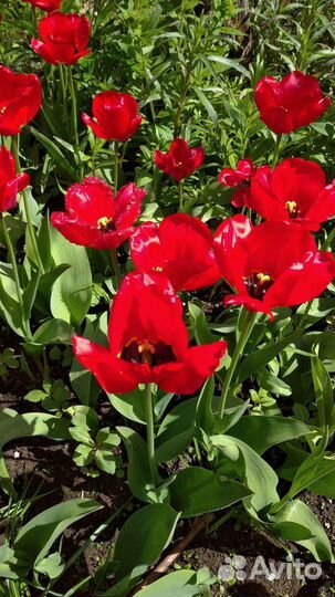 Луковицы тюльпанов