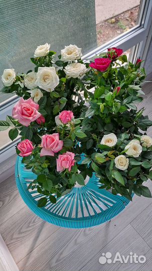 Комнатная роза в горшке