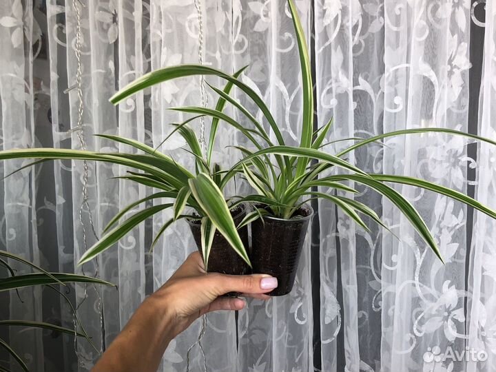 Хлорофитум Variegatum хохлатый