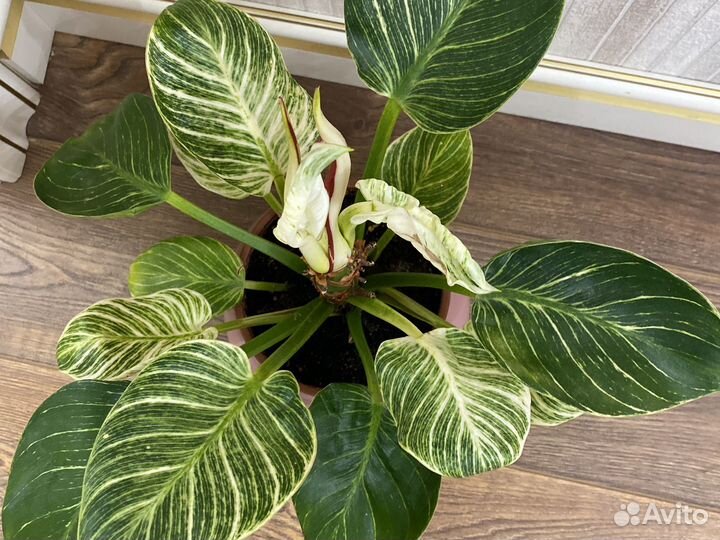 Филодондрон Биркин