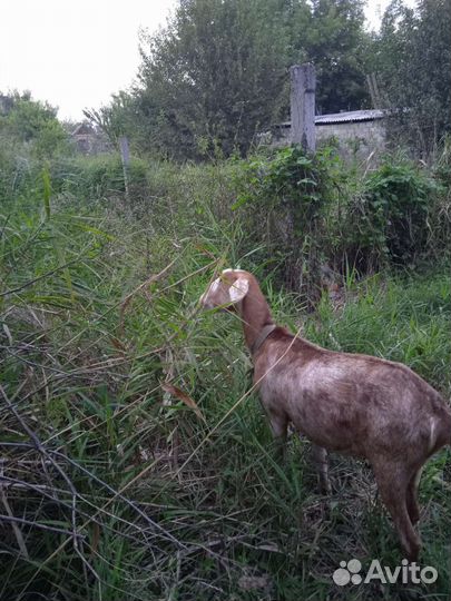 Коза нубийская