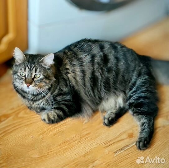 Пушистый пухленький котик добряк