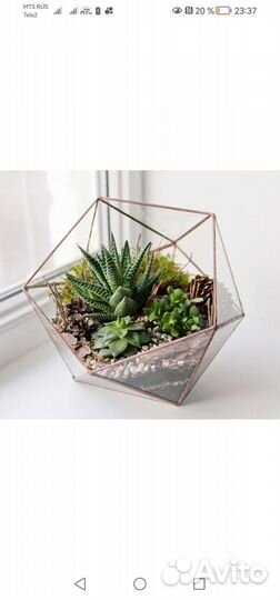 Хавортия редкая