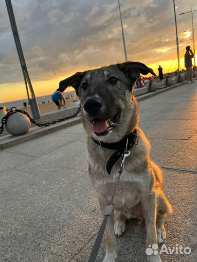 Идеальная первая собака