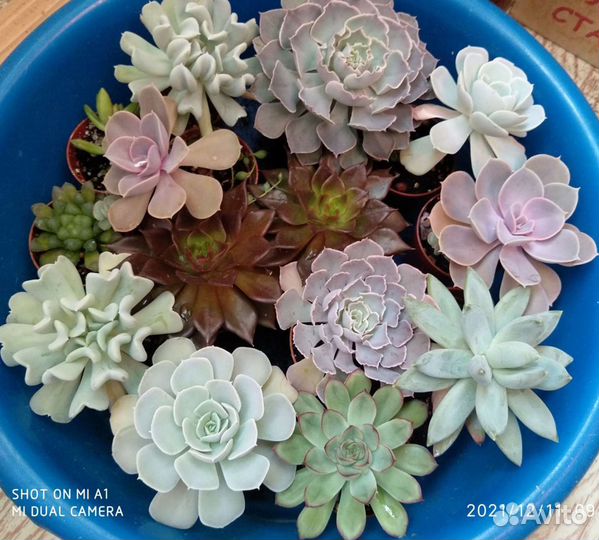 Суккуленты