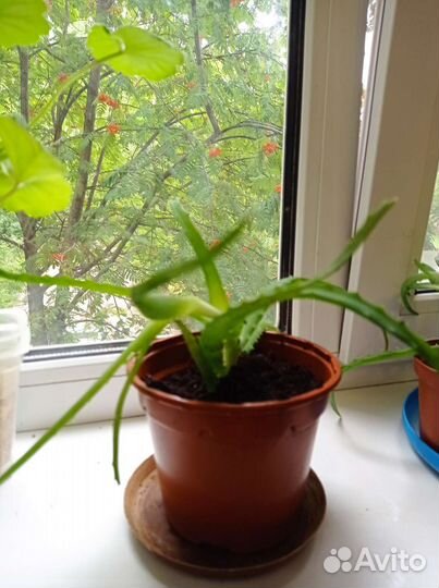 Комнатные цветы