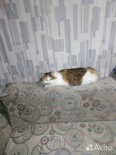 Отдам в добрые руки