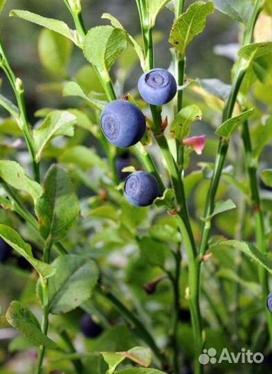 Брусника обыкновенная саженцы