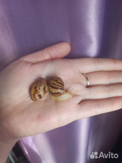 Улитки архахатины