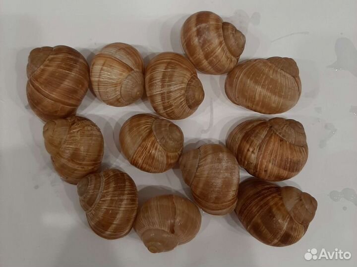 Панцирь улитки