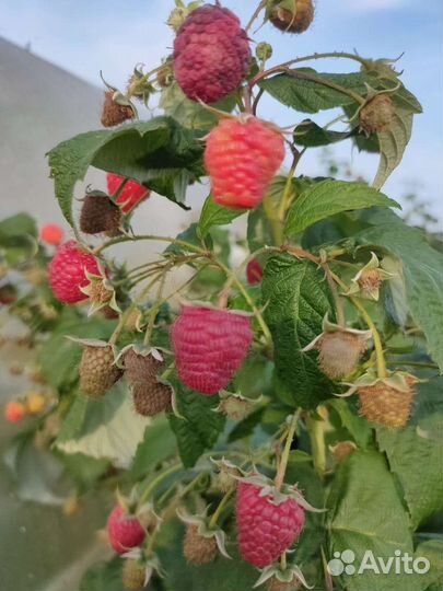 Саженцы летней и ремонтантной малины