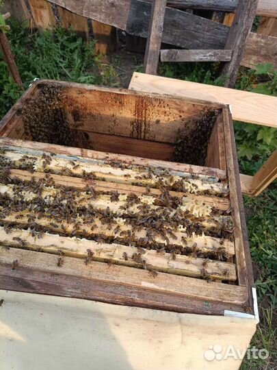 Отводки, пчелосемьи, рои