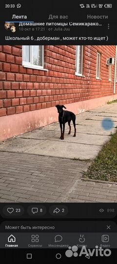 Собака в добрые руки отдам бесплатно 3.5 года