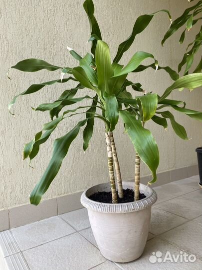 Драцена душистая /фрагранс