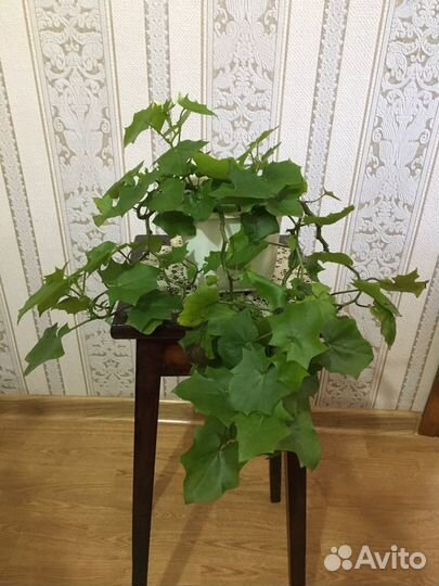 Комнатное растение.Плющ домашний