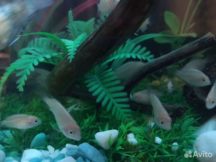 Фламинго рыбка