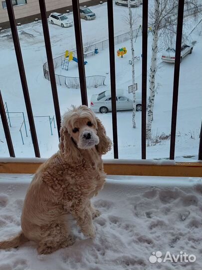 Передержка, зооняня, догситтер