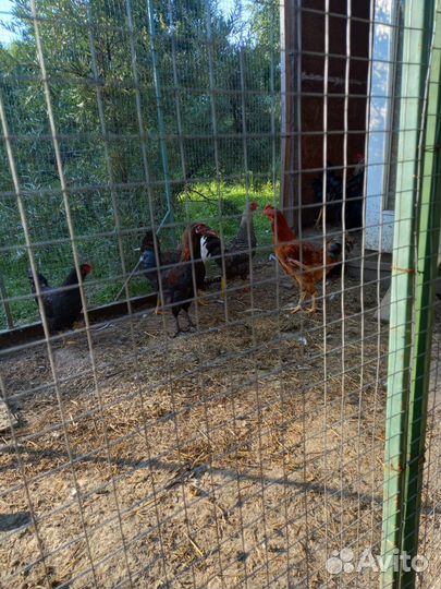 Молодые петушки 3 мес