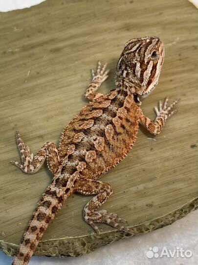 Бородая агама, ящерица, рептилии