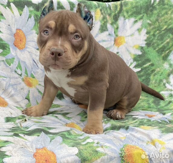 Супер щенки булли американский