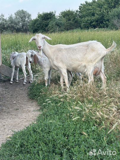 Зааненская дойная коза