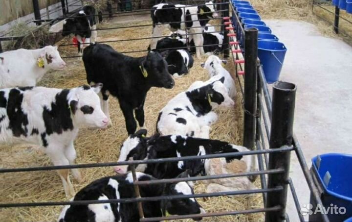 Холмогоры Голштины Бычки Тёлки