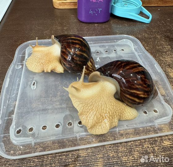 Улитки ахатины бесплатно