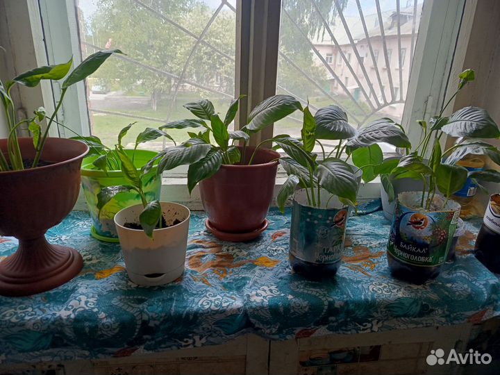 Комнатные растения цветы большие