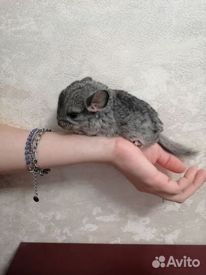 Шиншилла