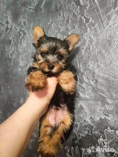 Йоркширский терьер