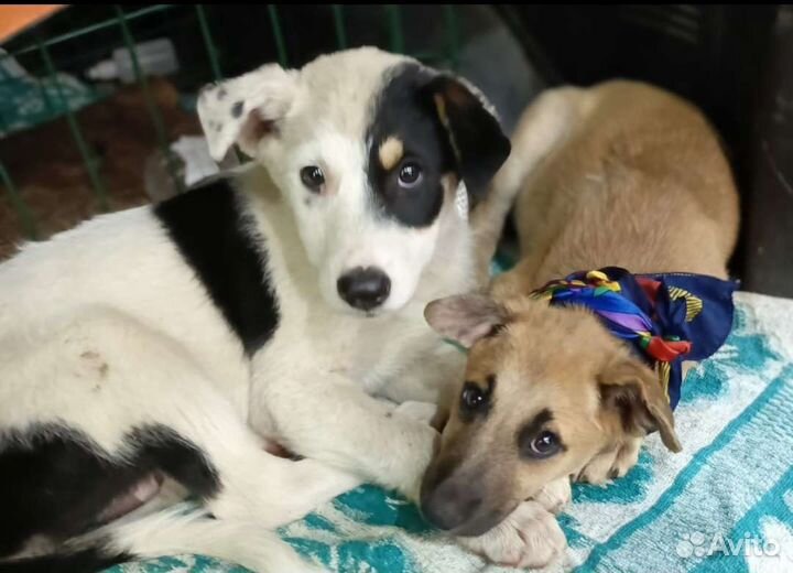 Щенки в дар, только добрым людям