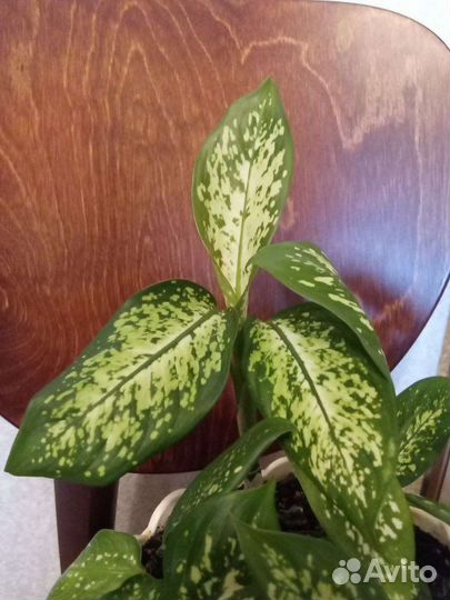 Цветы. Диффенбахия