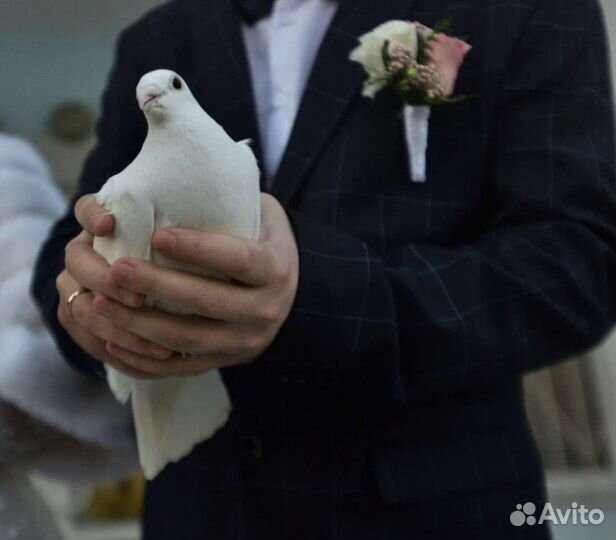 Выпуск голубей