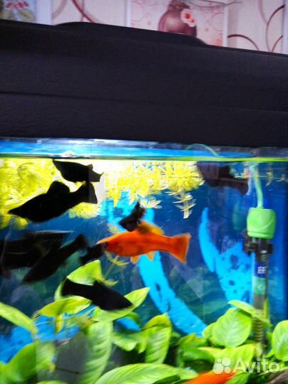 Черные Молли и меченосцы