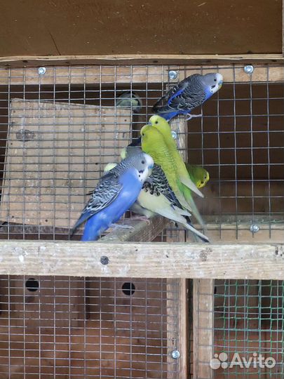 Волнистый попугай