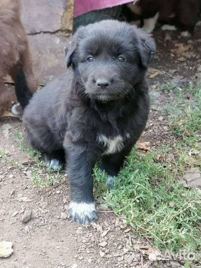 Собаки щенки бесплатно