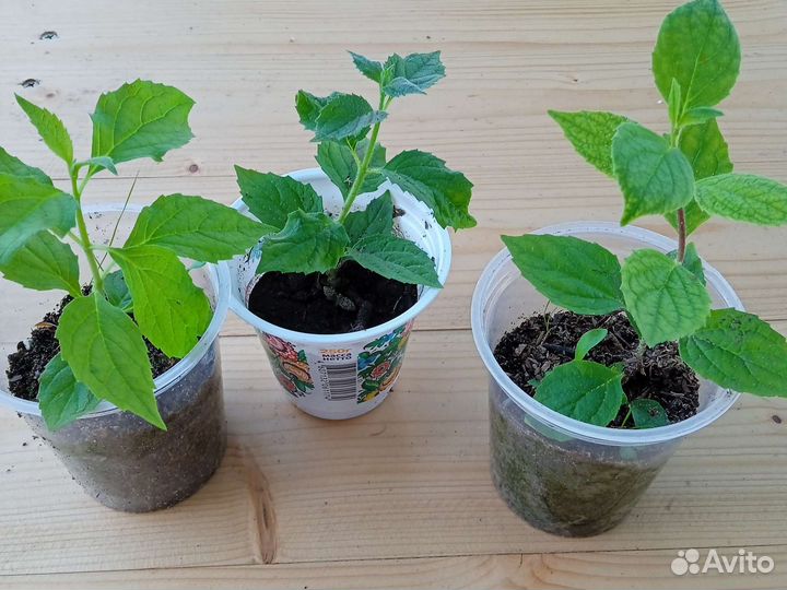 Саженцы кустарников и деревьев