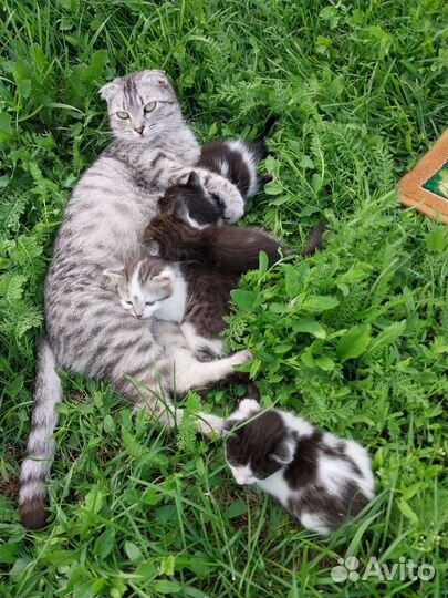 Котята в добрые руки бесплатно