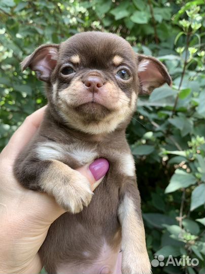 Шоколадный мальчик мини