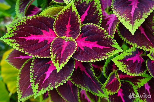Колеусы сортовые / комнатные растения