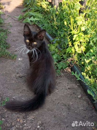 Котенок девочка, 3-4мес