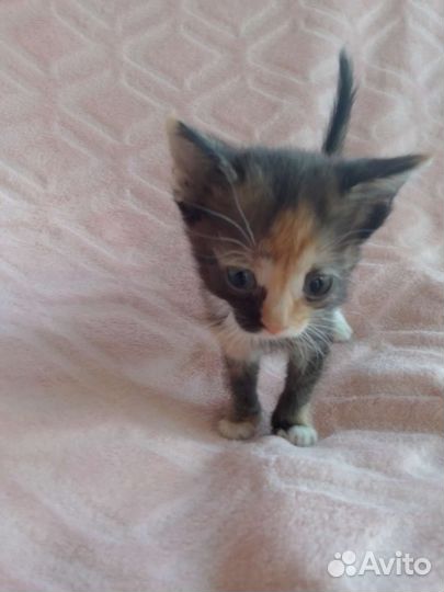 Котята 3 и 7месяцев в добрые руки