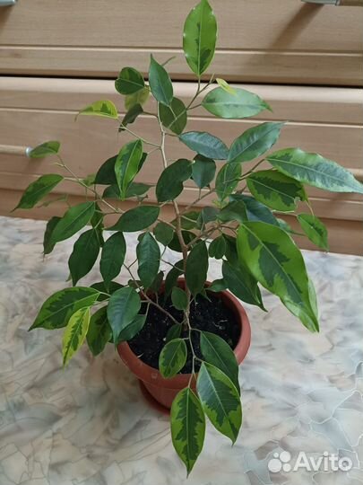 Фикус бенджамина