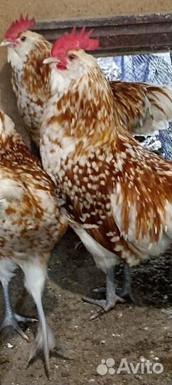 Китайские шелковые Аборигены